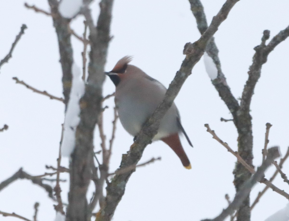 Bohemian Waxwing - ML646469010