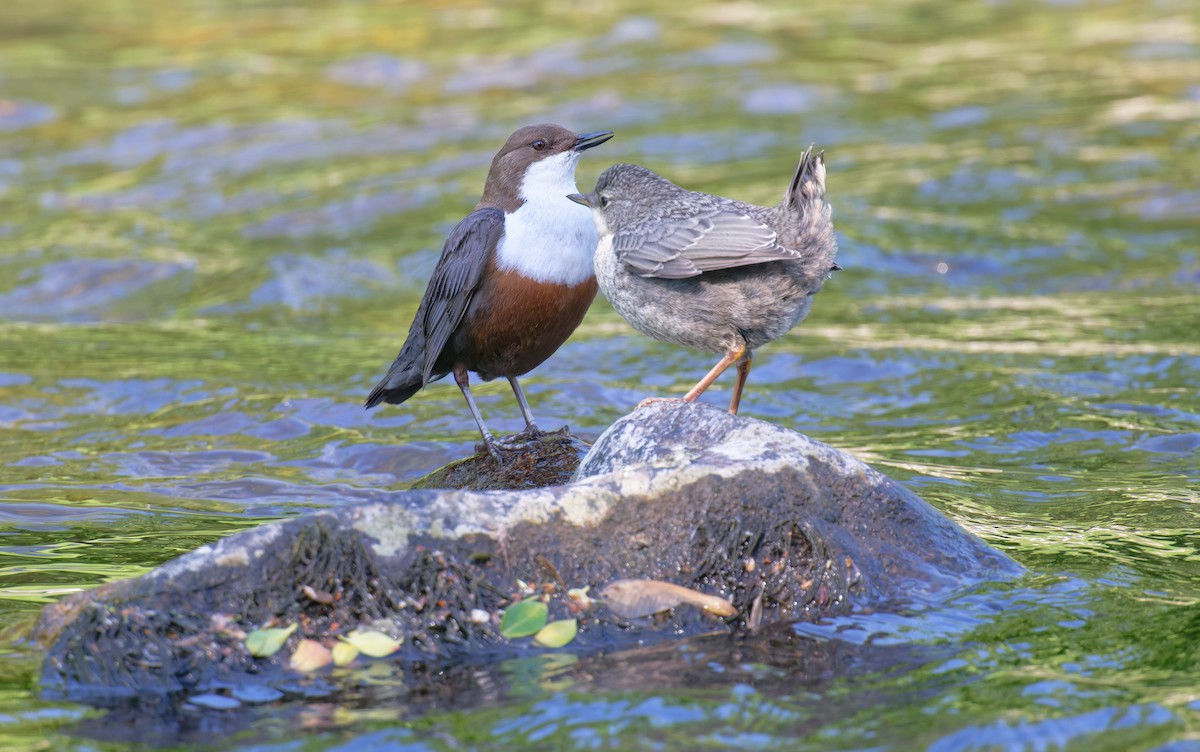 skorec vodní - ML646469011