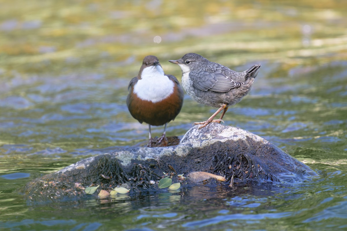 skorec vodní - ML646469012