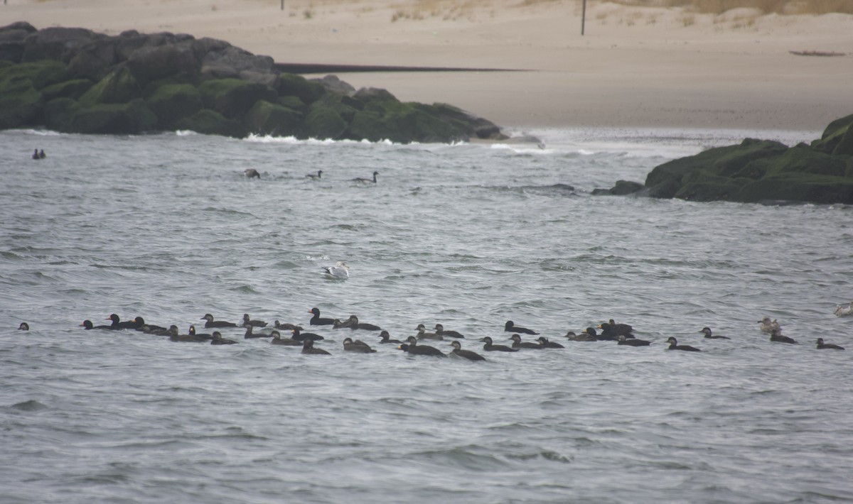 Black Scoter - ML646469021