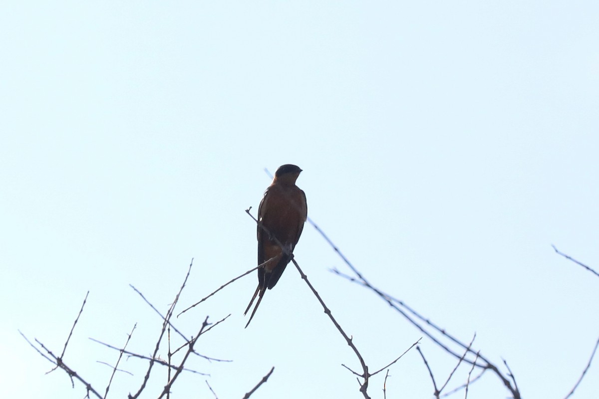 Rufous-chested Swallow - ML646469022