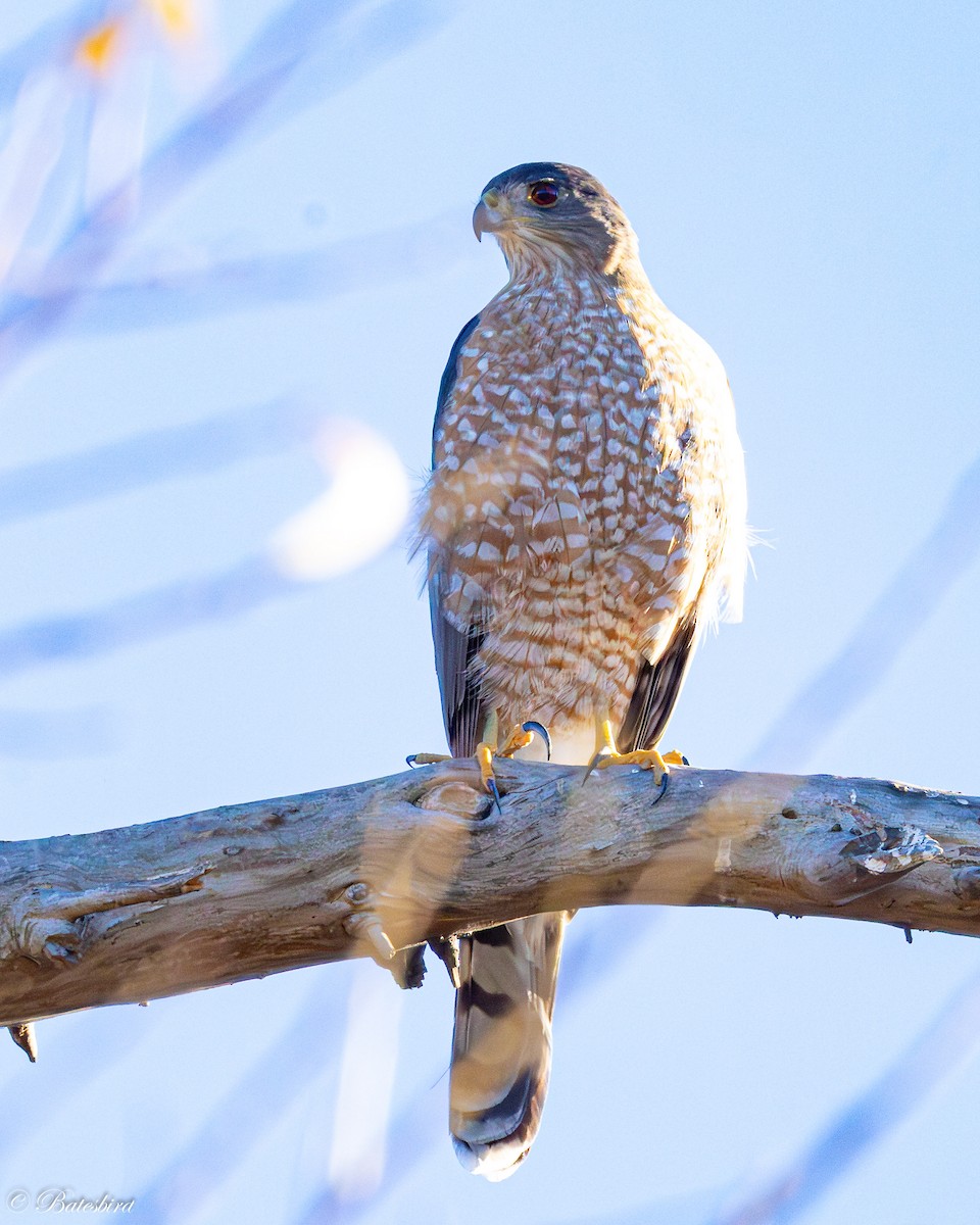 Cooper's Hawk - ML646469024