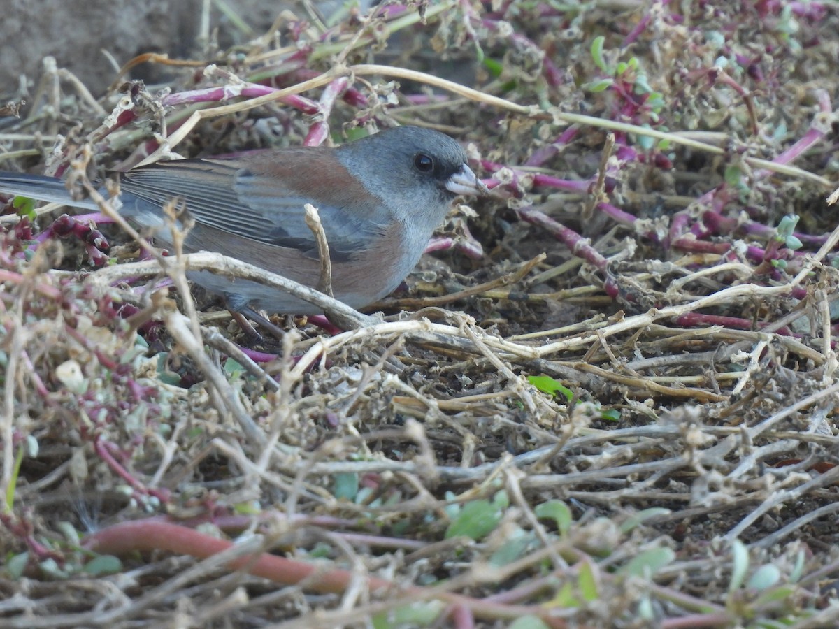Dark-eyed Junco - ML646469029