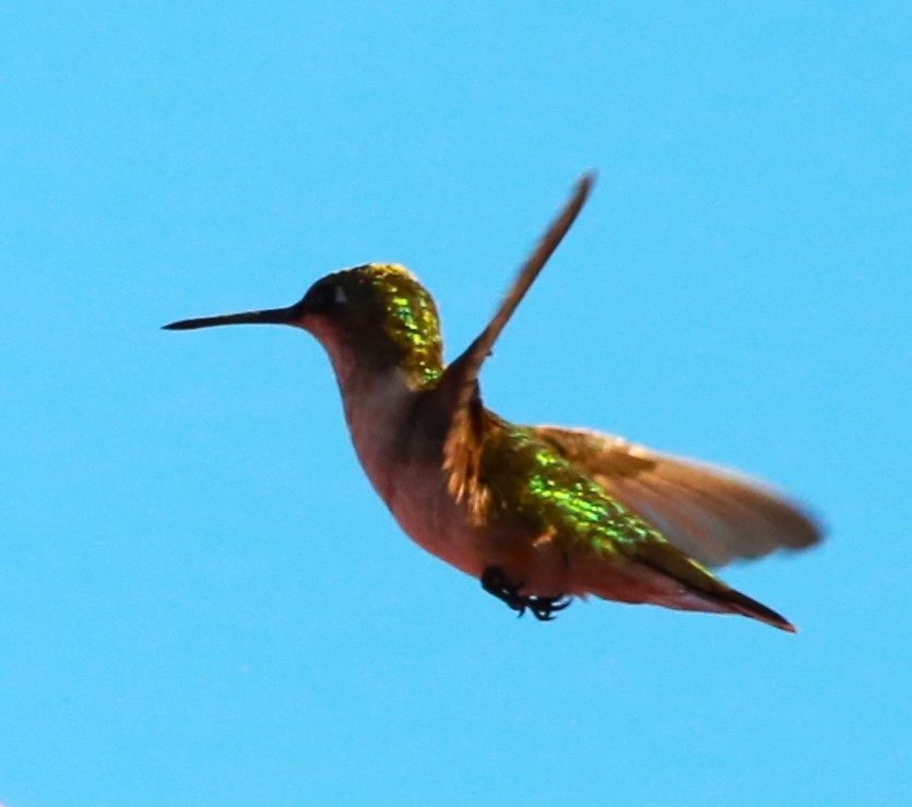 Ruby-throated Hummingbird - ML646469030