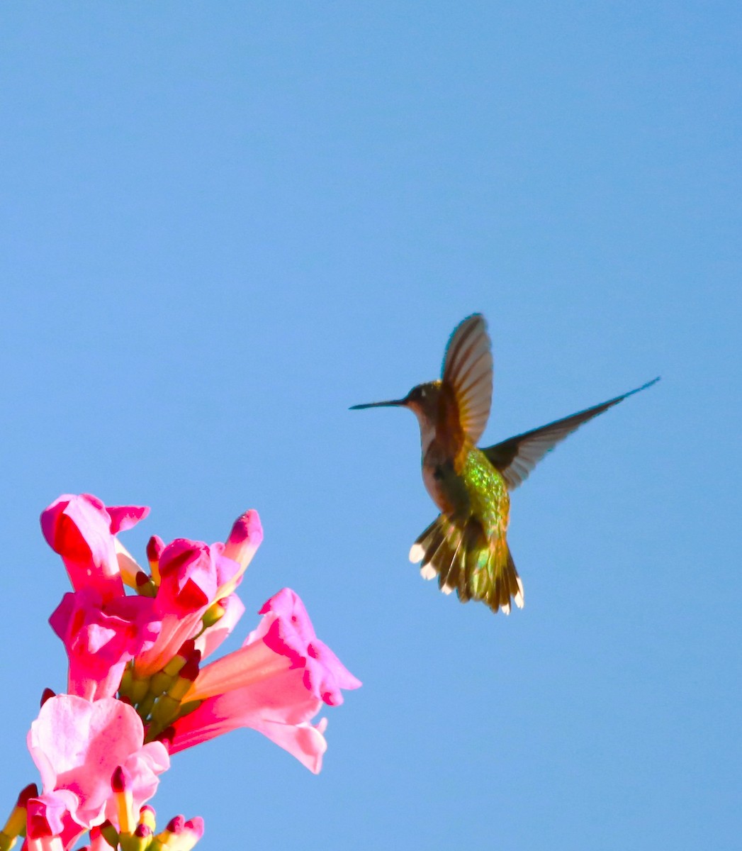 Ruby-throated Hummingbird - ML646469031