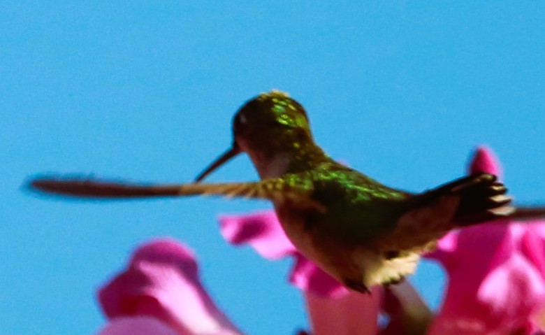 Ruby-throated Hummingbird - ML646469032