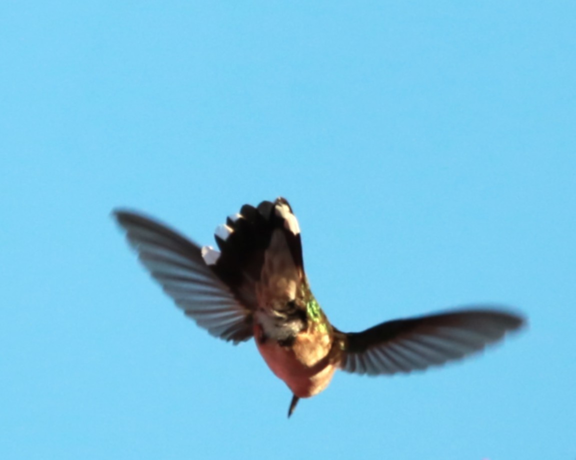 Ruby-throated Hummingbird - ML646469033