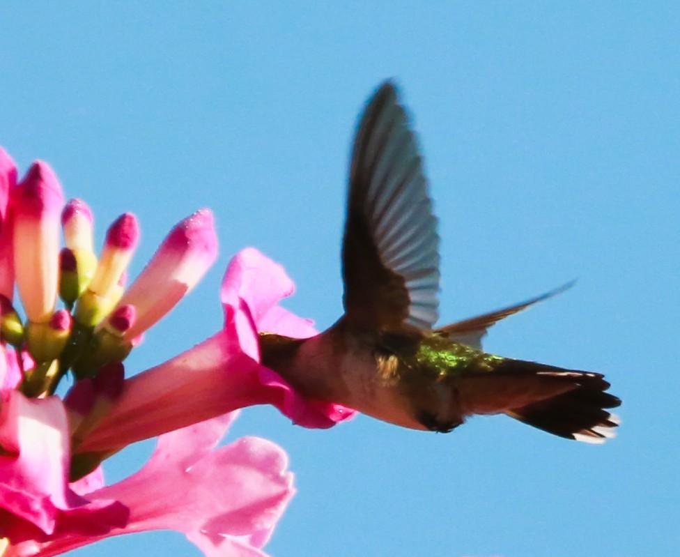 Ruby-throated Hummingbird - ML646469034