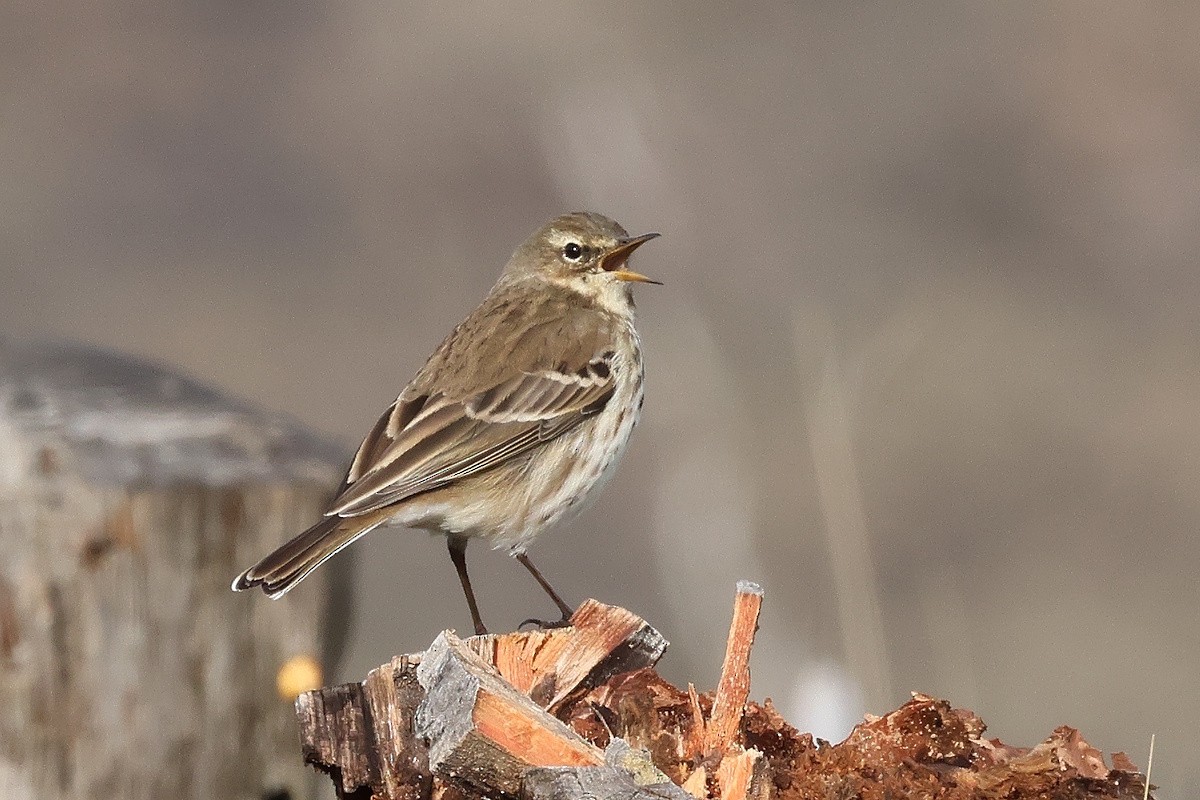 Харзны шийхнүүхэй - ML646469035