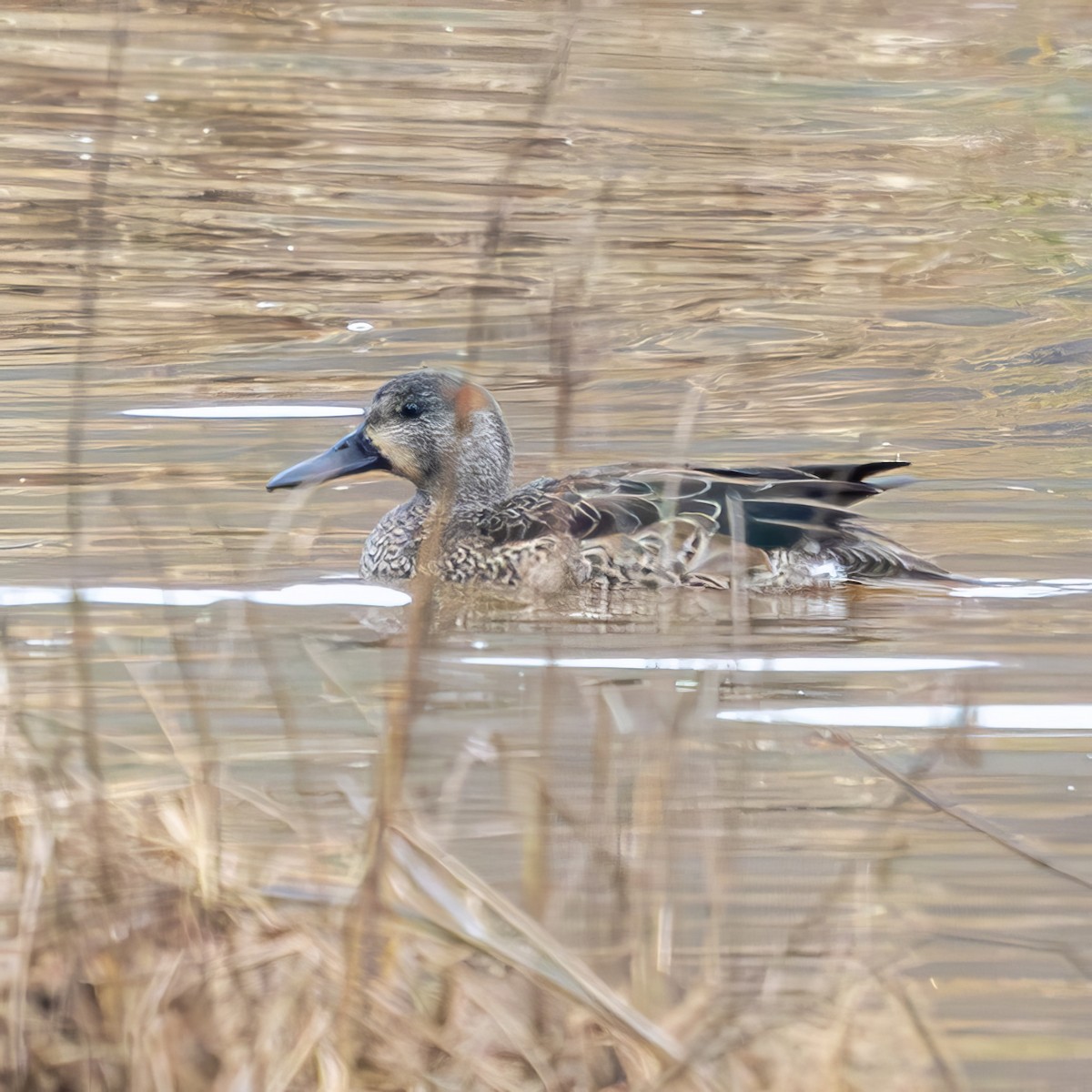 Marzaiola americana - ML646469036