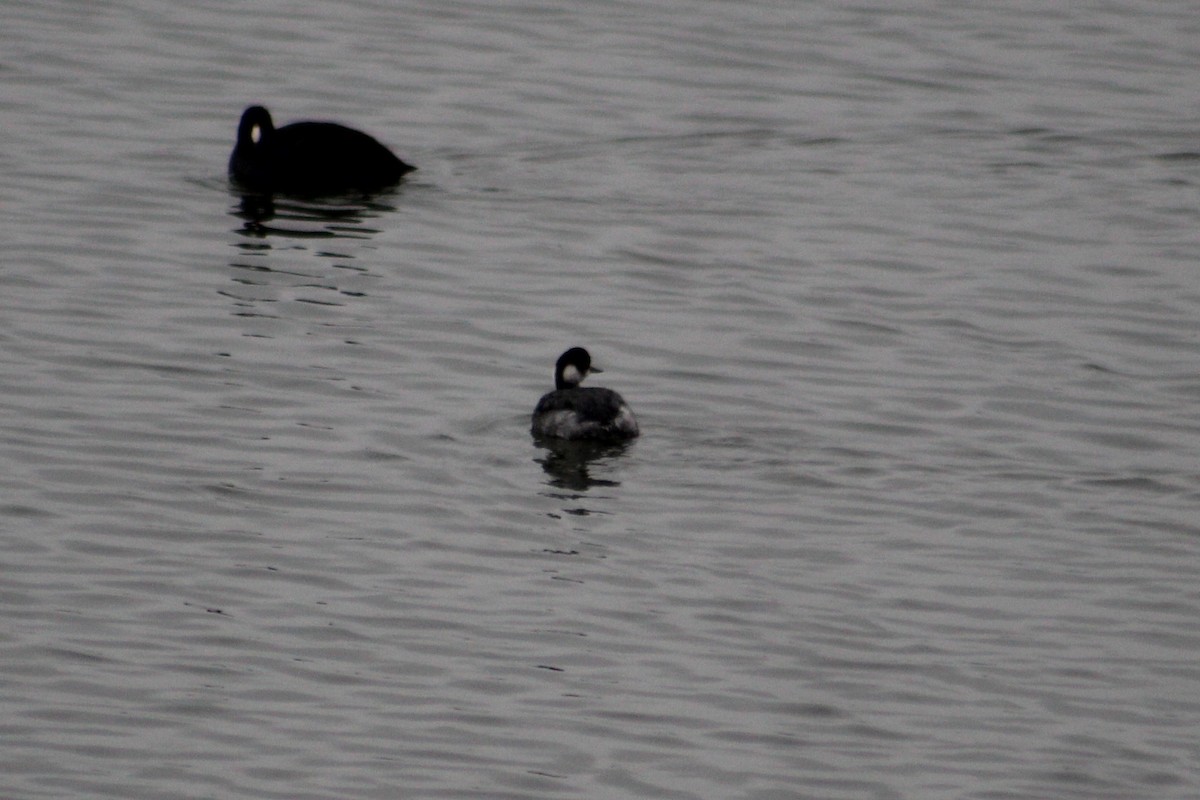 Eared Grebe - ML646469037