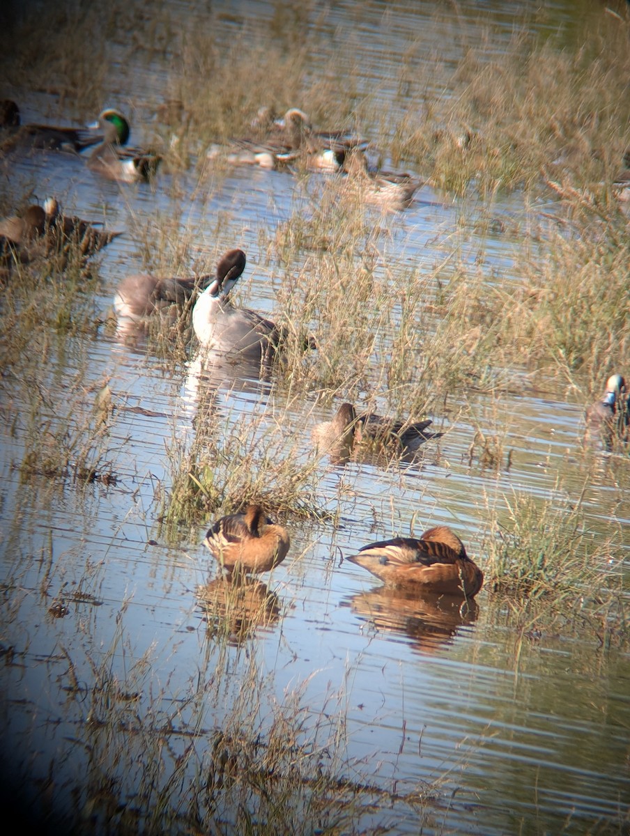 Fulvous Whistling-Duck - ML646469039
