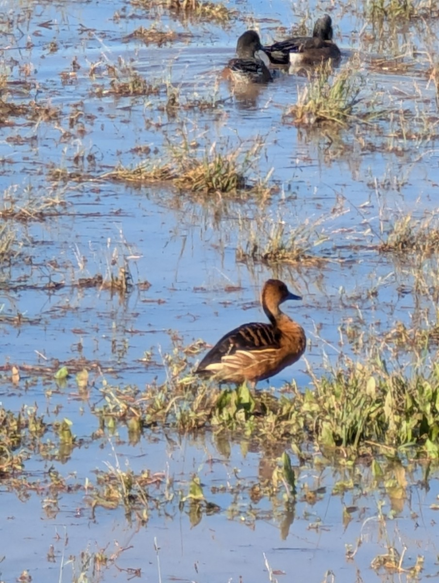 Fulvous Whistling-Duck - ML646469040