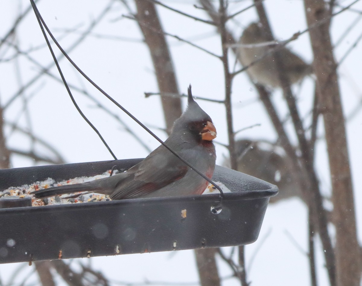 Pyrrhuloxia - ML646469042