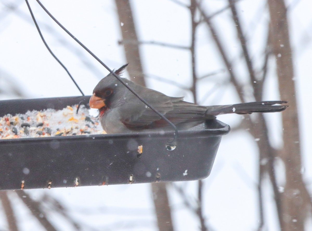 Pyrrhuloxia - ML646469043