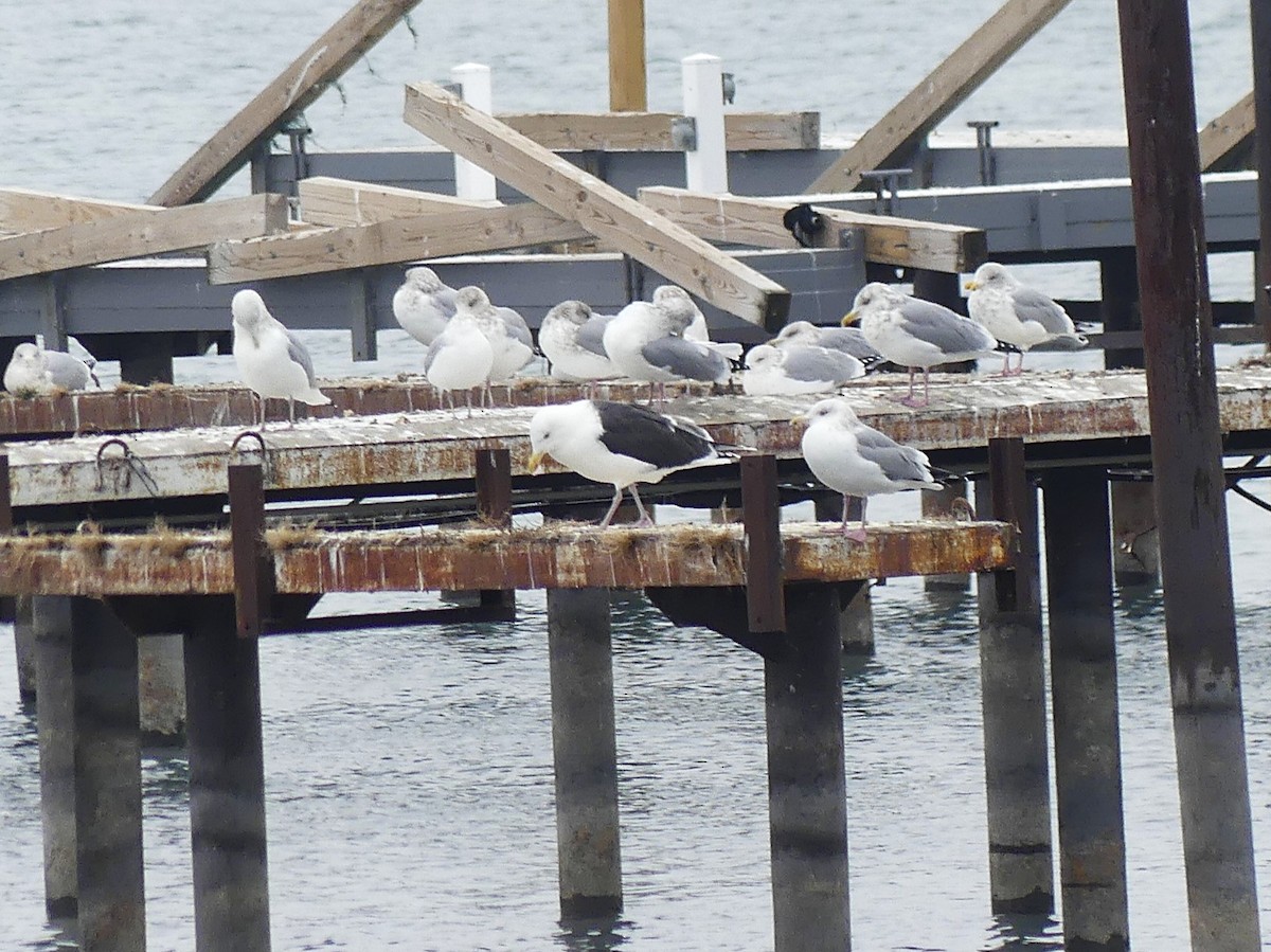 Great Black-backed Gull - ML646469047