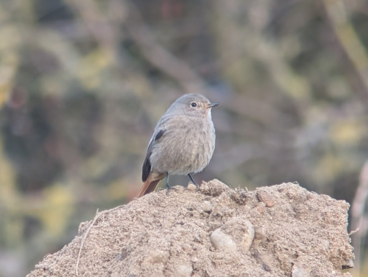 Black Redstart (Western) - ML646469051