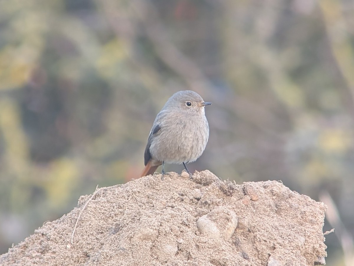 Black Redstart (Western) - ML646469052