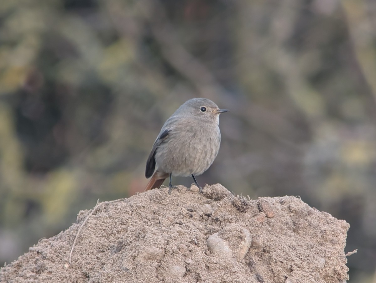 Black Redstart (Western) - ML646469053