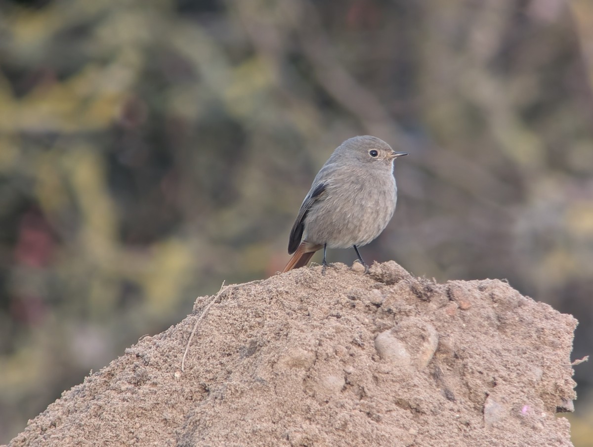 Black Redstart (Western) - ML646469054