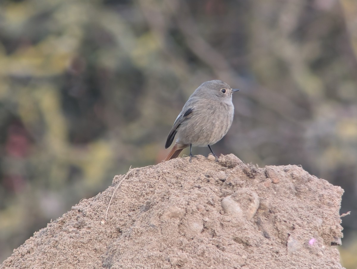 Black Redstart (Western) - ML646469055