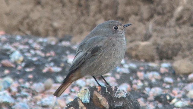 Codirosso spazzacamino (gibraltariensis/aterrimus) - ML646469058