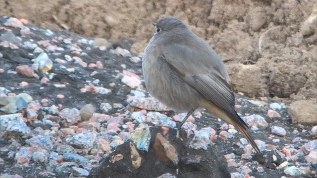 Codirosso spazzacamino (gibraltariensis/aterrimus) - ML646469059