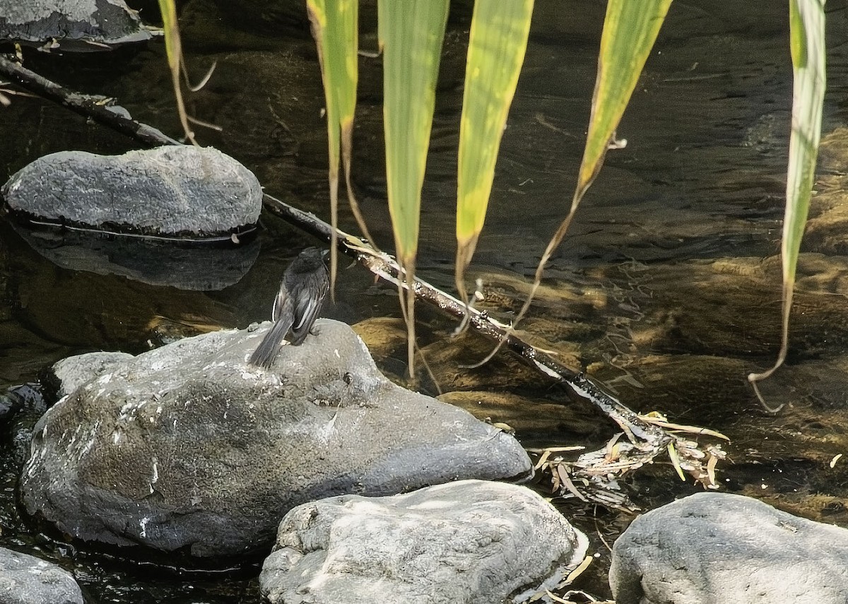 Black Phoebe - ML646469060