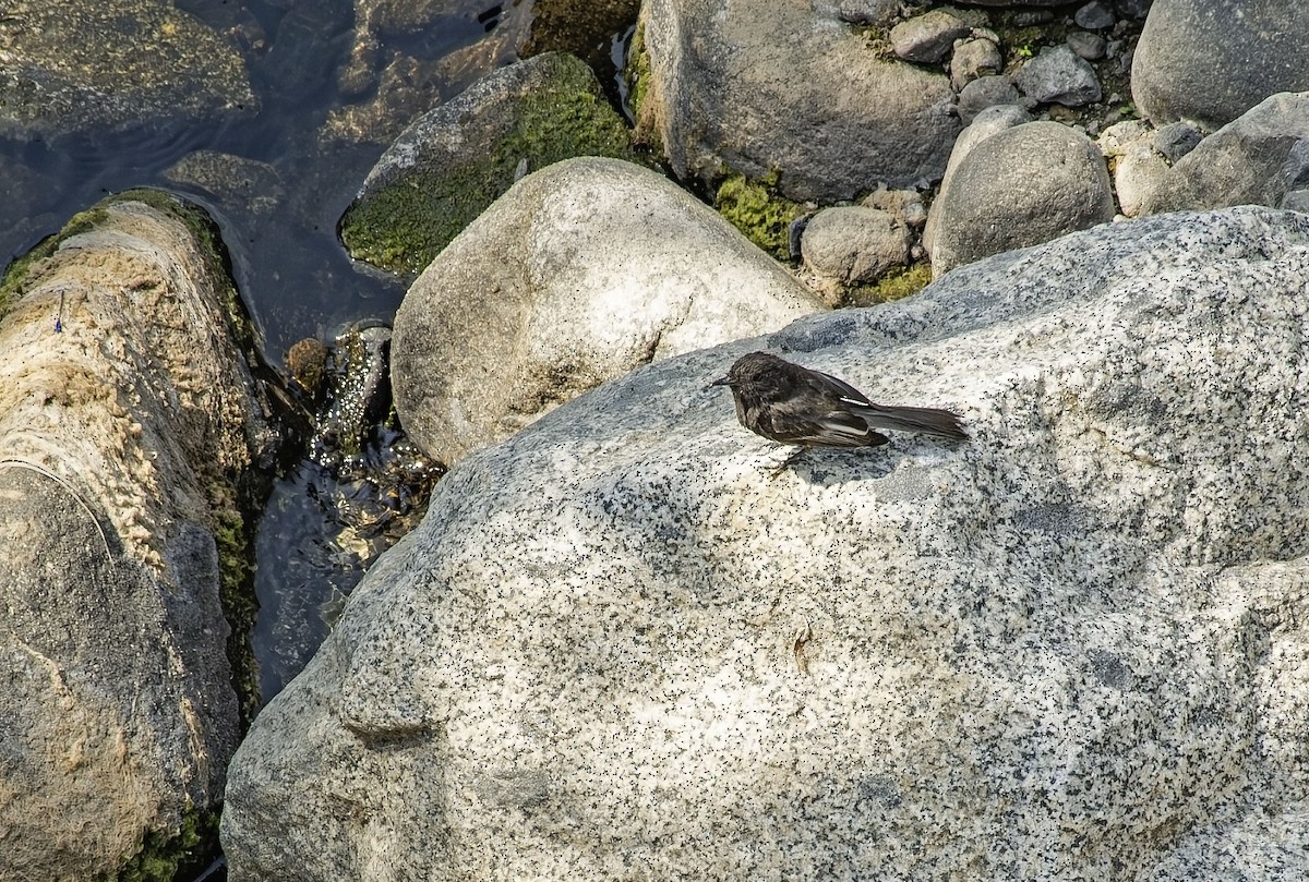 Black Phoebe - ML646469061