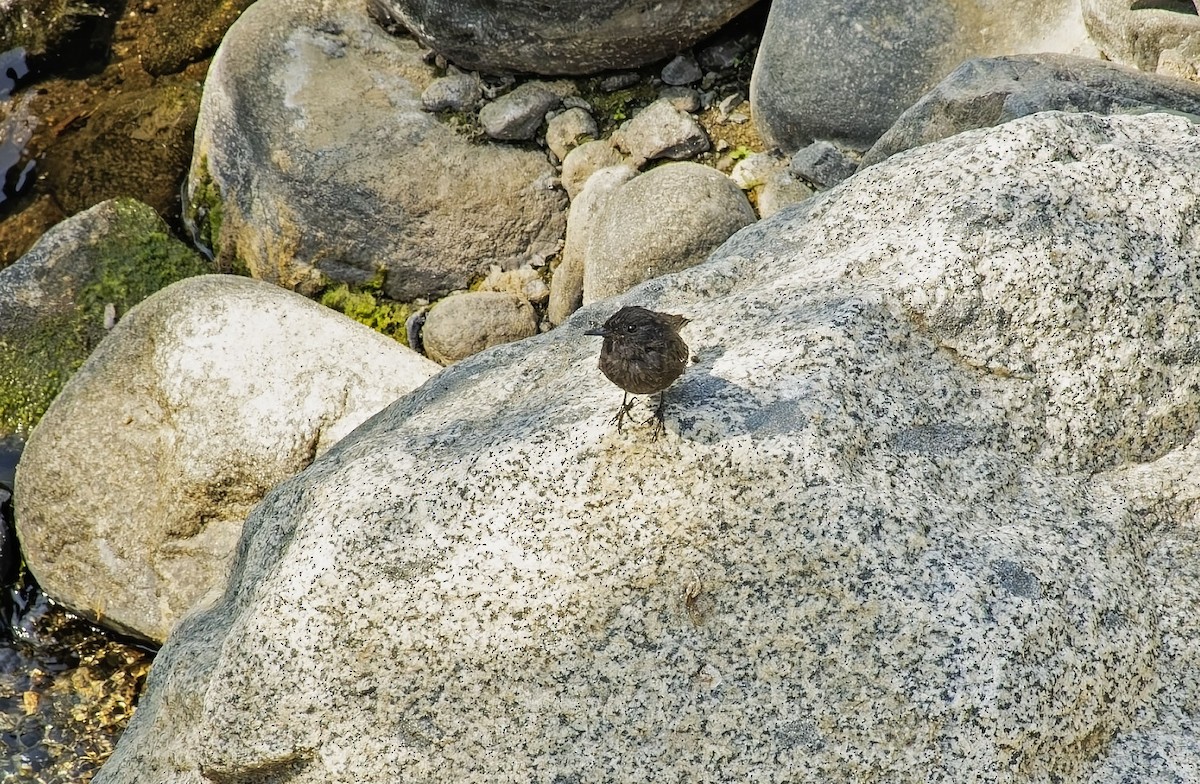 Black Phoebe - ML646469062