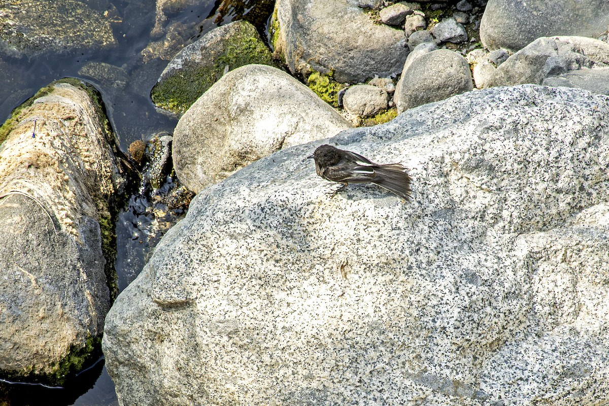 Black Phoebe - ML646469063