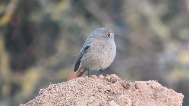 Codirosso spazzacamino (gibraltariensis/aterrimus) - ML646469068