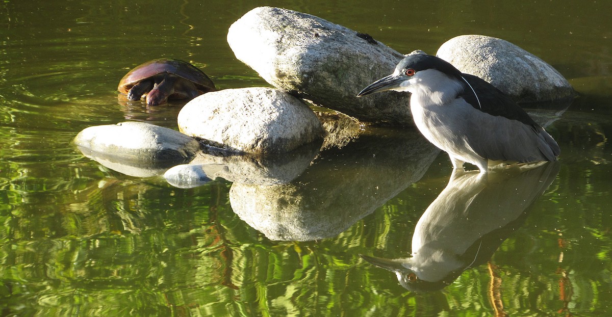 ゴイサギ - ML646469069