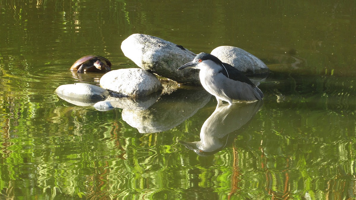 ゴイサギ - ML646469070