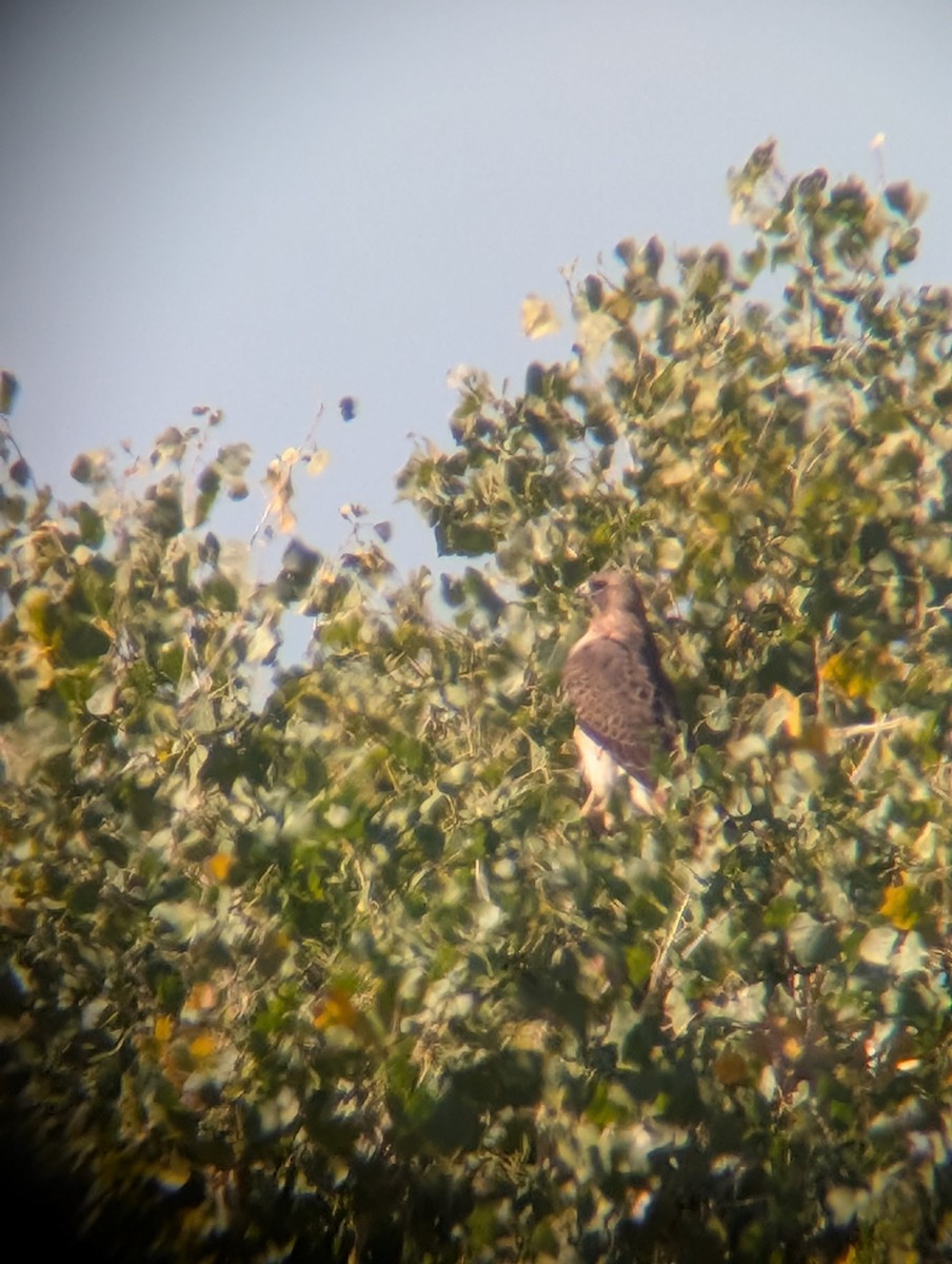 Red-tailed Hawk - ML646469073