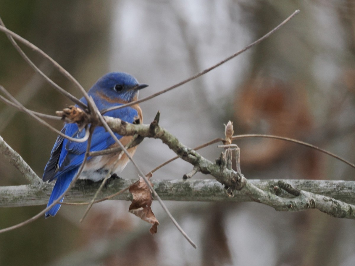 Eastern Bluebird - ML646469079