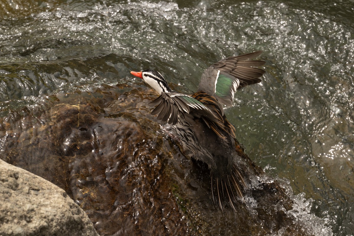 kachna bystřinná - ML646469080