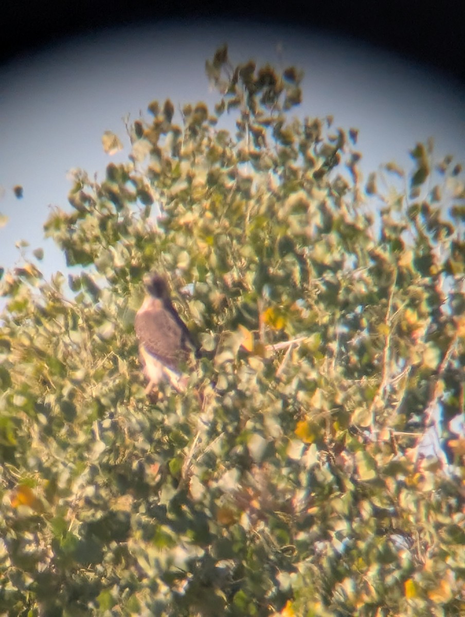 Red-tailed Hawk - ML646469082