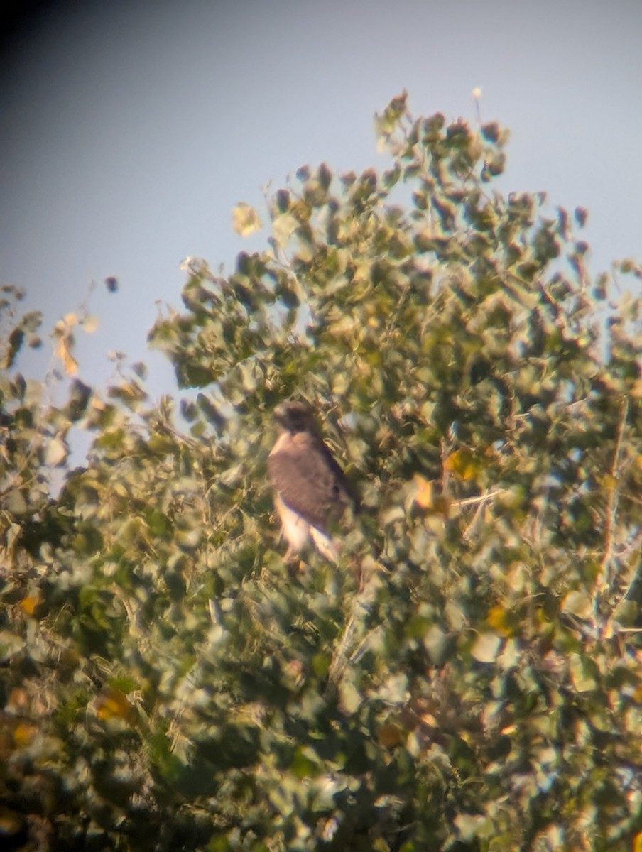 Red-tailed Hawk - ML646469083
