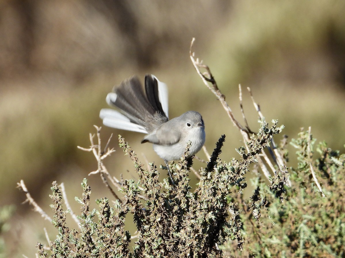 Blue-gray Gnatcatcher - ML646469086