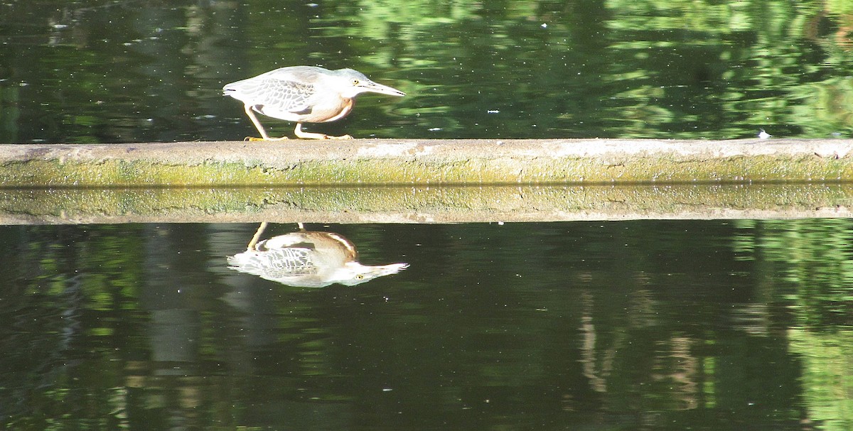 Striated Heron - ML646469087