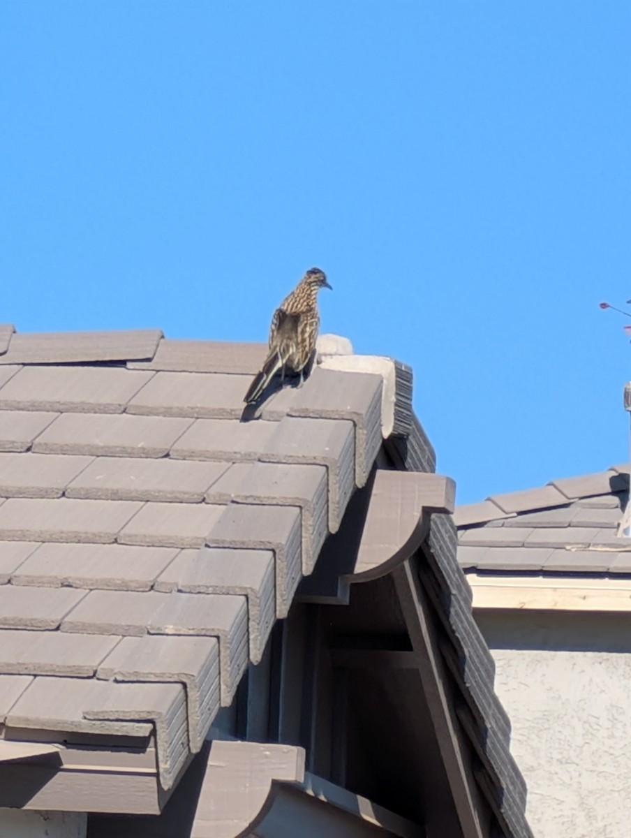 Greater Roadrunner - ML646469097