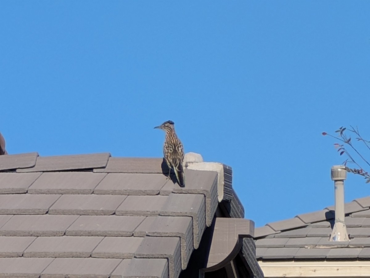 Greater Roadrunner - ML646469098