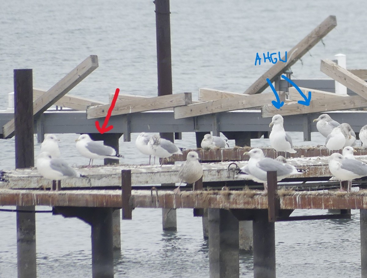 Kaio hegalzuria (thayeri) - ML646469100