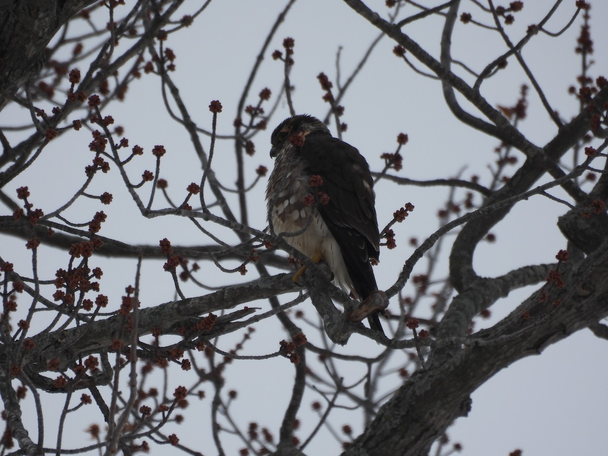 Merlin - ML646469101