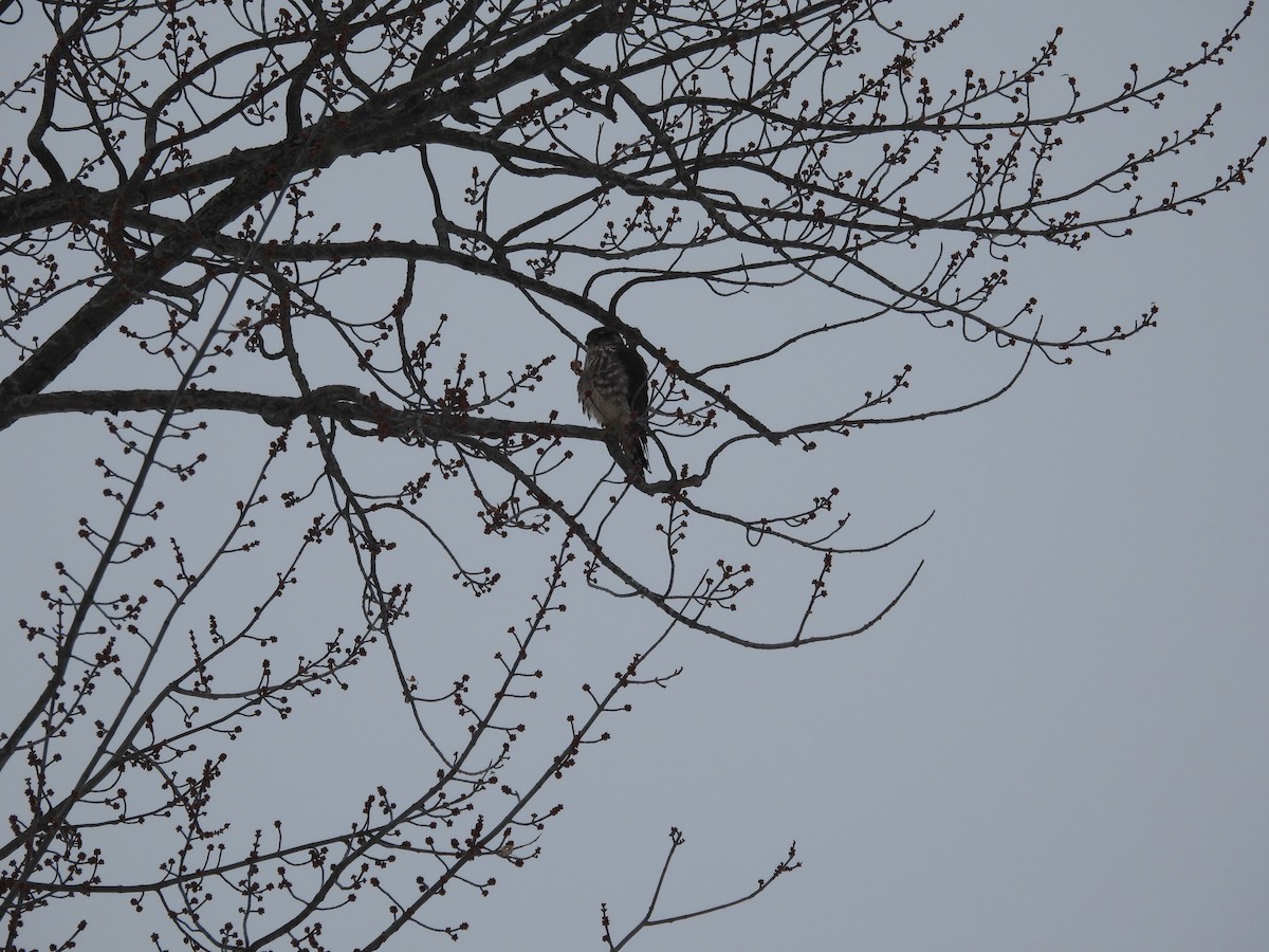 Merlin - ML646469103