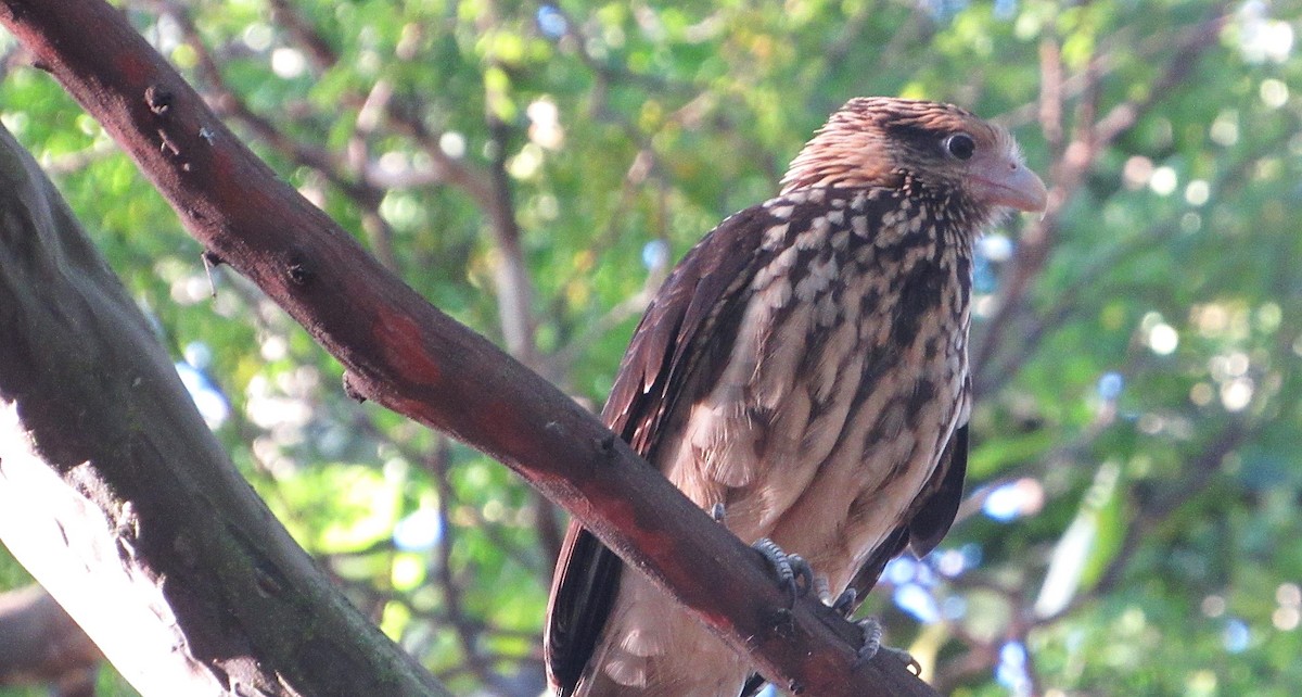 キバラカラカラ - ML646469105