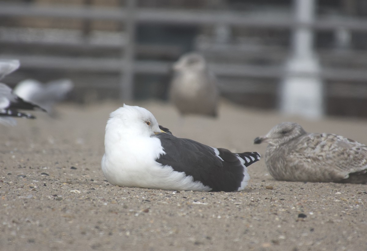 Great Black-backed Gull - ML646469108