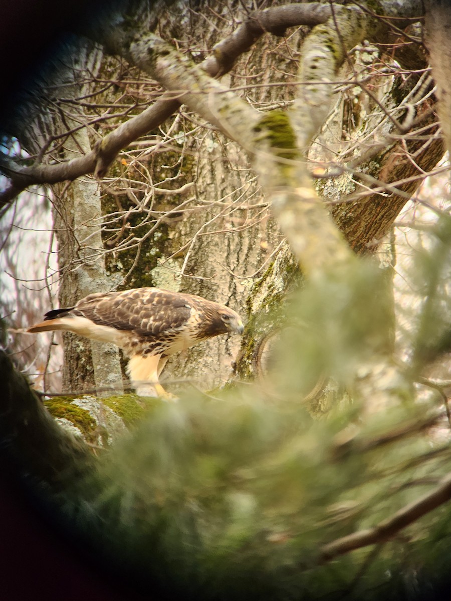 Red-tailed Hawk - ML646469110