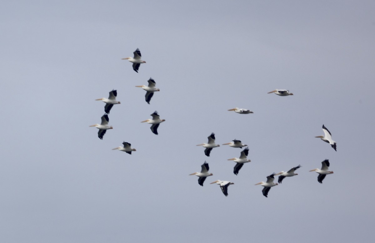 American White Pelican - ML646469111